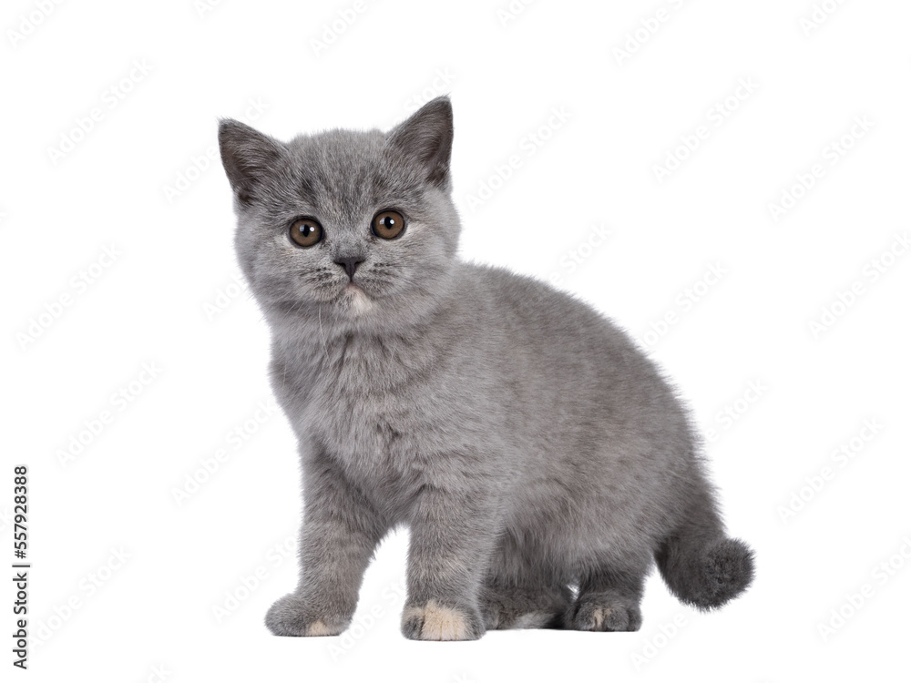 Adorable blue tortie British Shorthair cat kitten, standing side ways. Looking towards camera with r