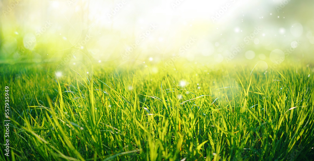 Beautiful wide format natural background macro image of young juicy green grass in bright summer spr