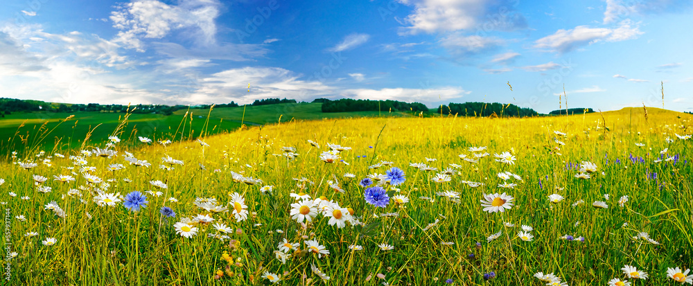 Beautiful summer colorful panoramic landscape of flower meadow with daisies against blue sky with cl