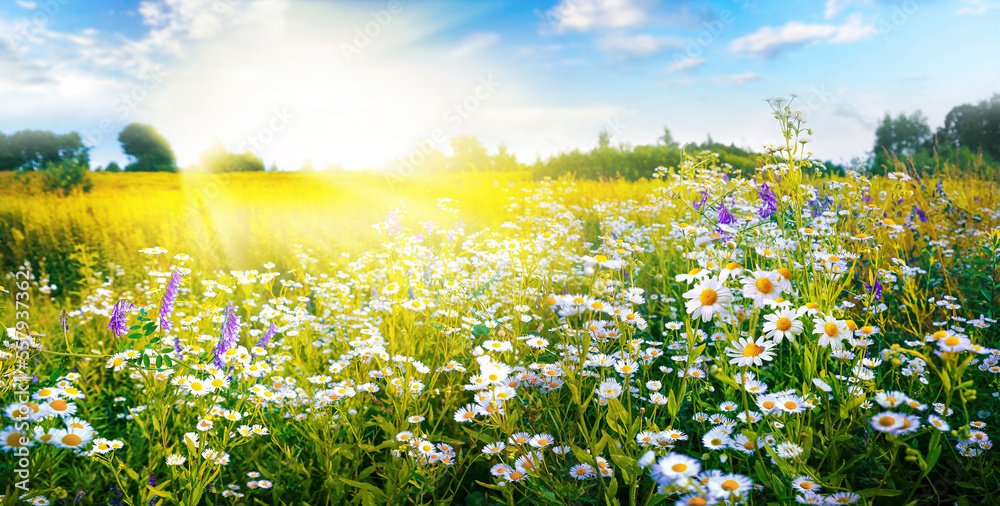 A beautiful, sun-drenched spring summer meadow. Natural colorful panoramic landscape with many wild 