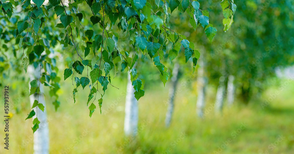 Beautiful background image of spring nature with young birches. Fresh green birch foliage close-up.