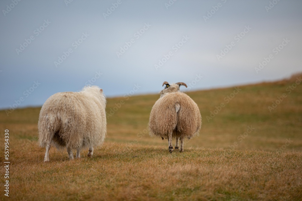 Mouton Islandais