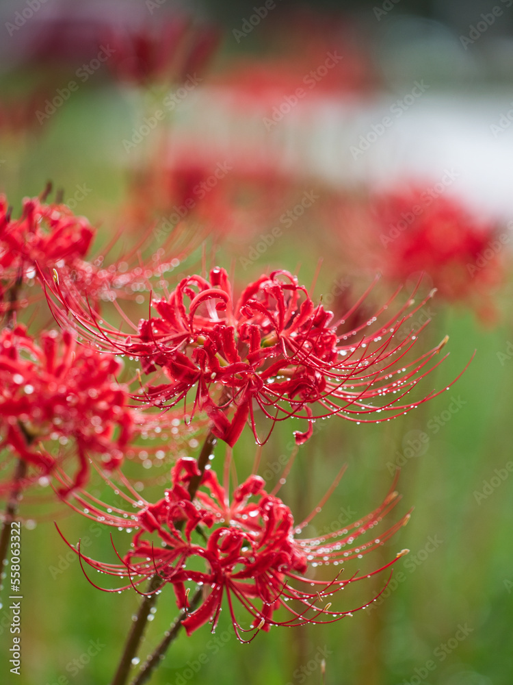 雨後の彼岸花