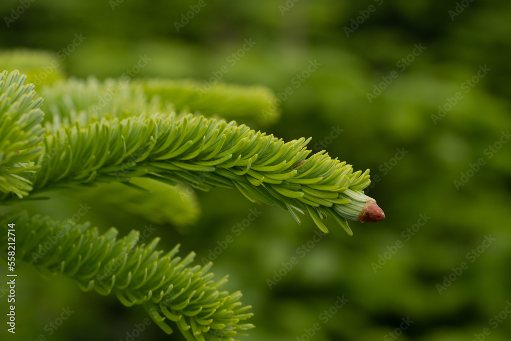 种植园中生长的斯堪的纳维亚圣诞树Nordmann冷杉