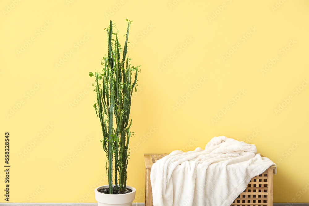 Green cactus and wooden table with plaid near yellow wall