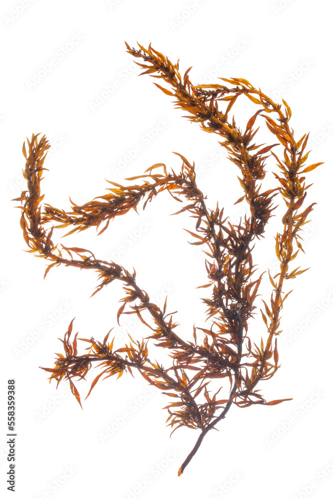 sargassum fusiform seaweed isolated on white background.