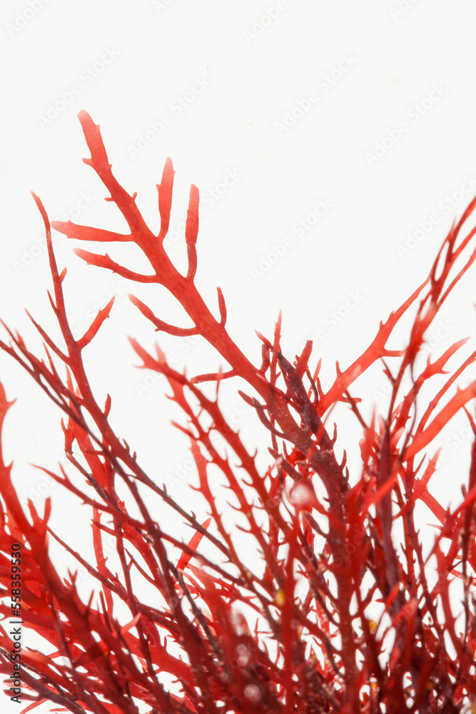 close up of red seaweed gelidium algae on white background.