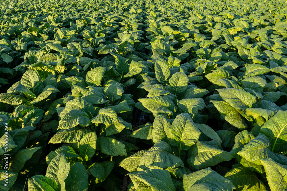 Tobacco big leaf crops growing in tobacco plantation field. Agriculture tobacco.