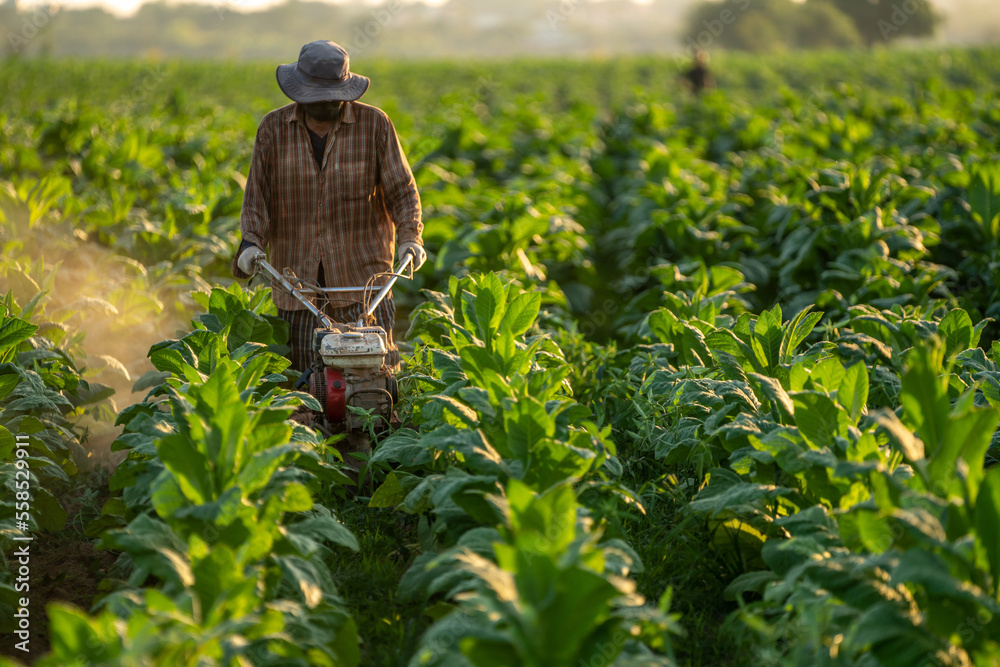 Agriculture Tobacco, Farmers use plowing machines for their friends as tools to save their labor in 