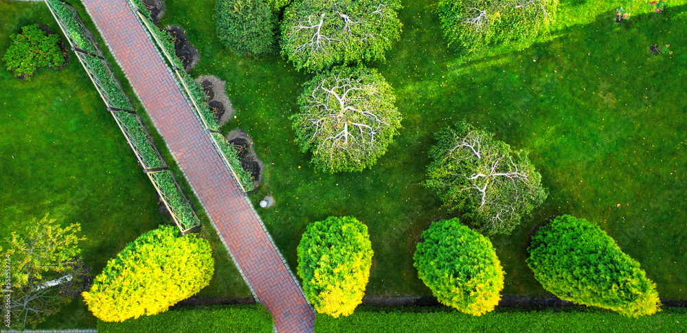 Thuja, decorative pruning in the form of balls.