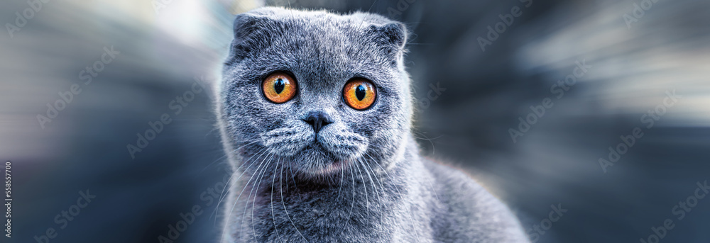 Scottish Fold cat. Portrait with defocused background.