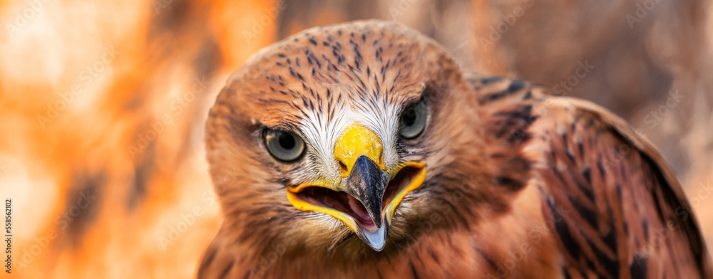 Golden eagle, head close-up. Portrait of a bird of prey.