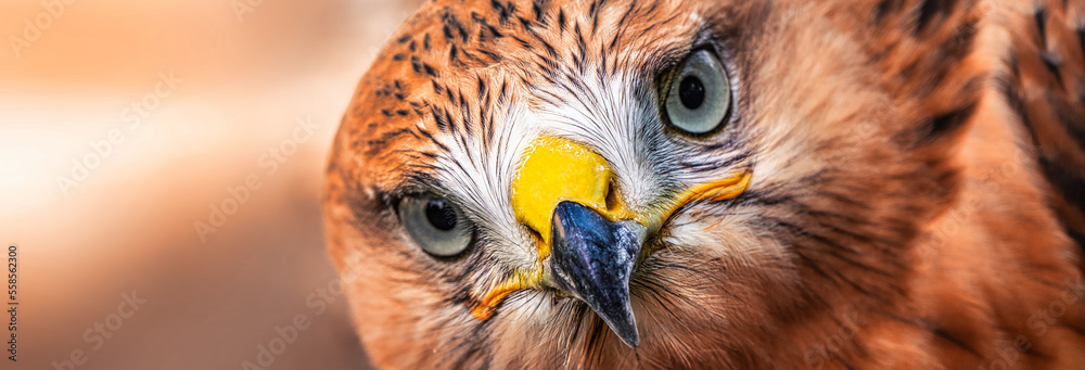 Golden eagle, head close-up. Portrait of a bird of prey.