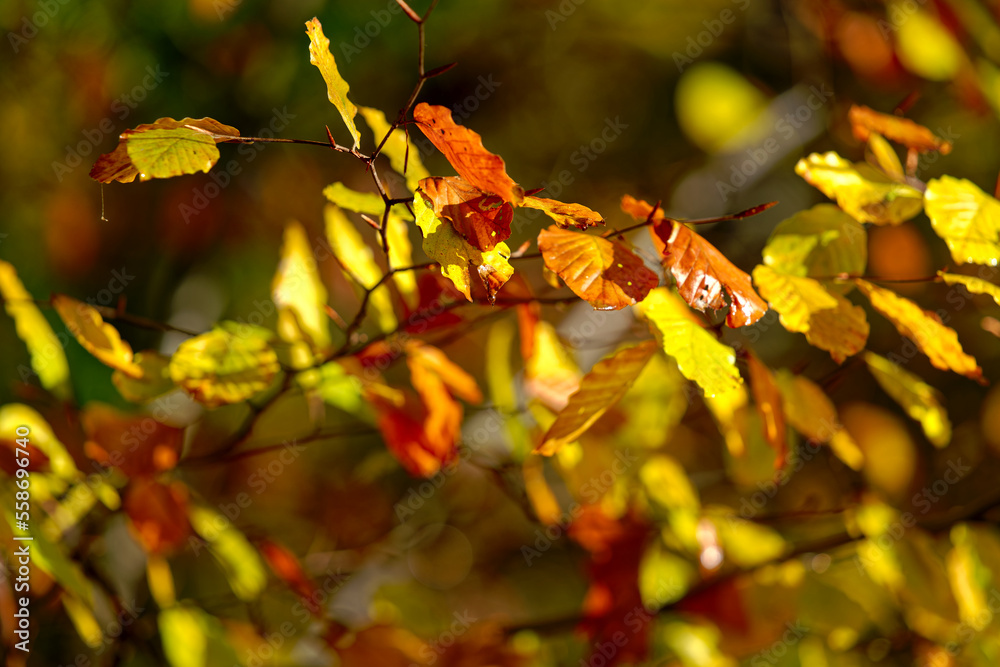 Close-up of autumn forest with beautiful autumn leaves and hiking trail at Swiss village of Evilard 