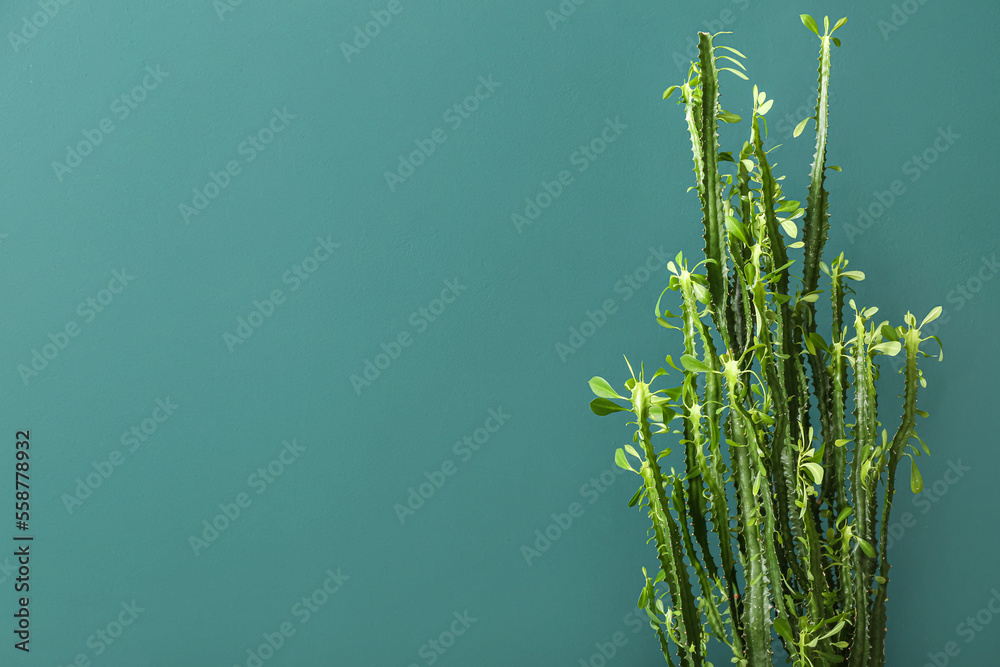 Closeup view of cactus on green background