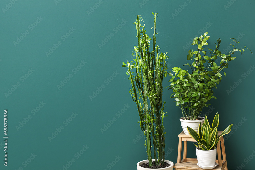 Stepladder stool with houseplants near green wall