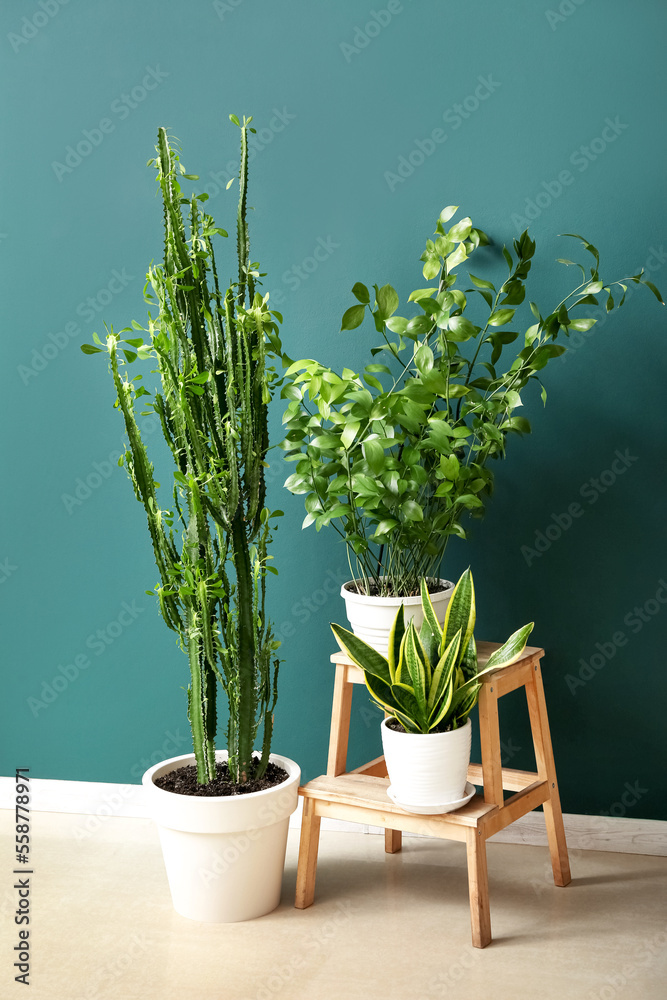 Stepladder stool with houseplants near green wall