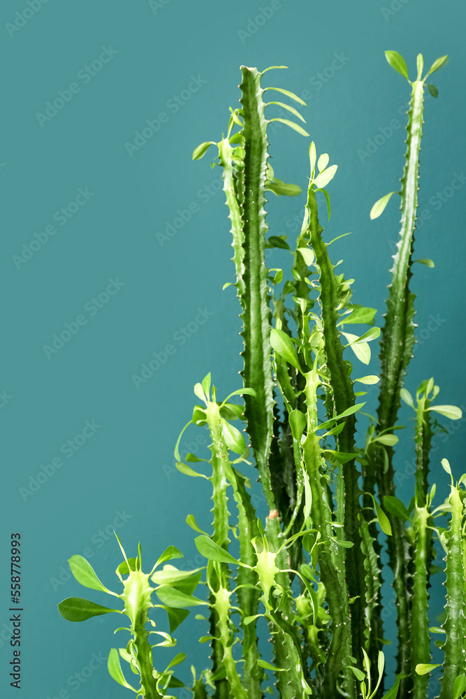 Closeup view of cactus on green background