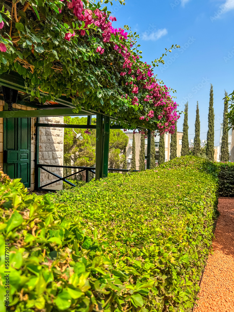 Green bushes near house with climbing flowers