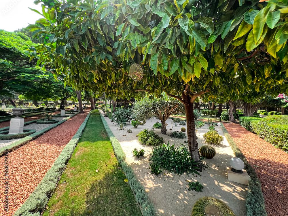 Tangerine tree with green fruits in beautiful garden