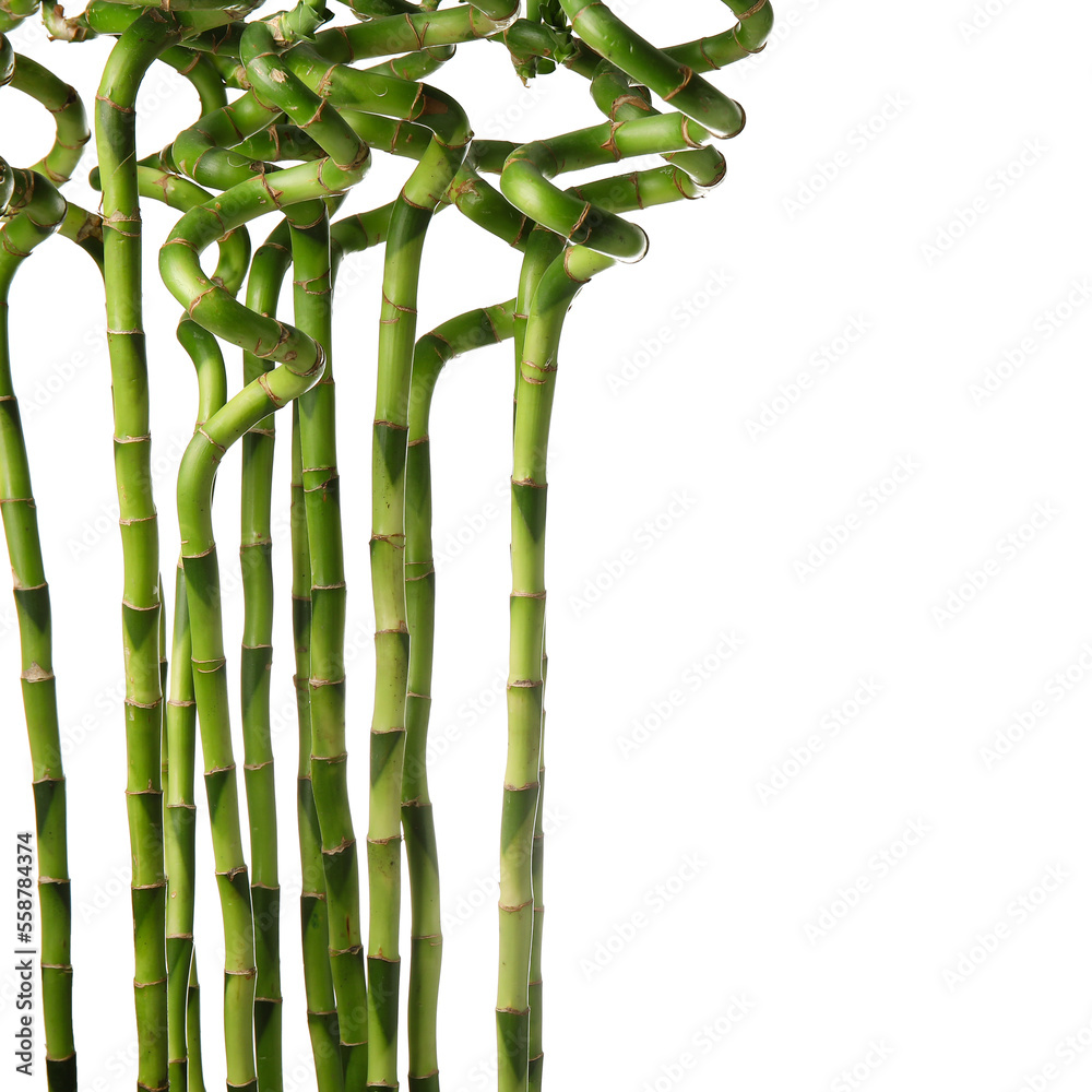 Bamboo stems on white background, closeup