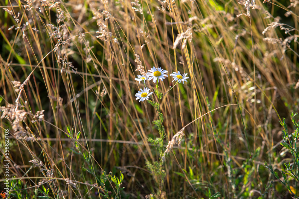 Bright wild flowers in the field of nature.