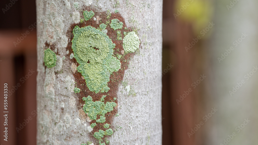 橙色地衣、泛黄苔癣、黄色鳞、海洋晒伤地衣或海岸地衣