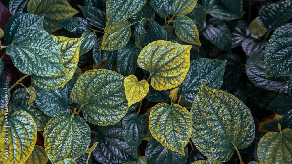 Image Background of green Leaves, Betel of the autumn leaves for backbround