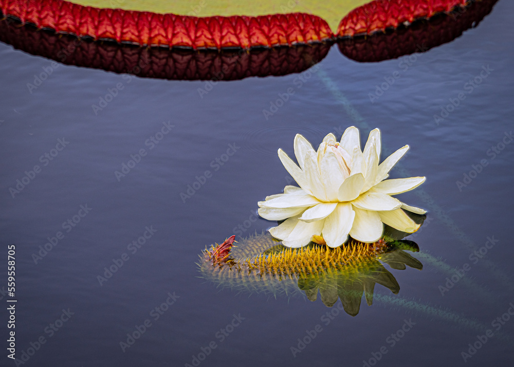 Water lily Longwood Victoria waterlilies, Blooming.