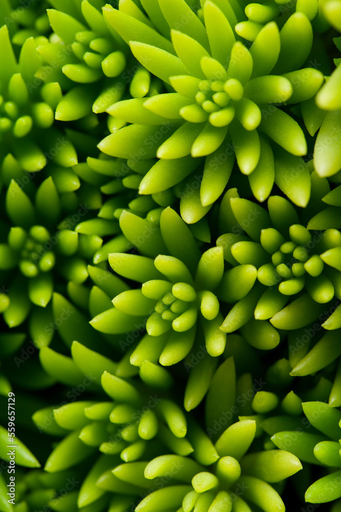 关闭绿色多肉植物。