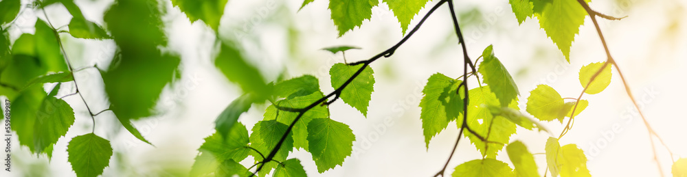 带着嫩叶的桦树枝条的特写全景。