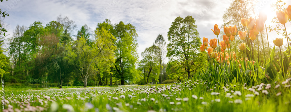 Panoramic view of the lawn with blooming daisy flowers and tulips.