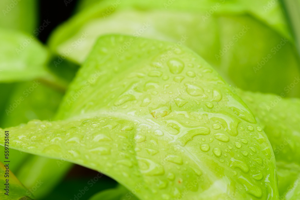 abstract stunning green leaf texture, tropical leaf foliage nature dark green background