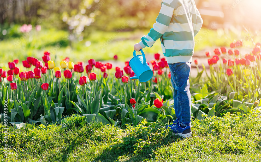 Boy standing in the garden and watering tulips.