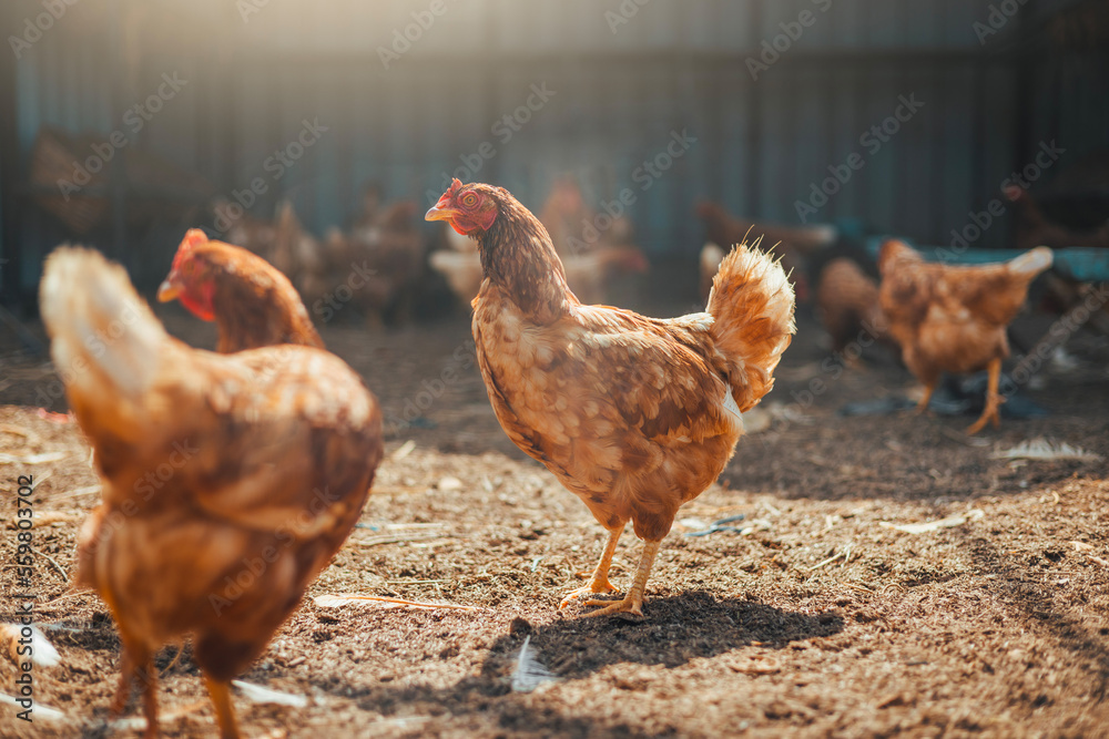 Red chicken walking in paddock at farm