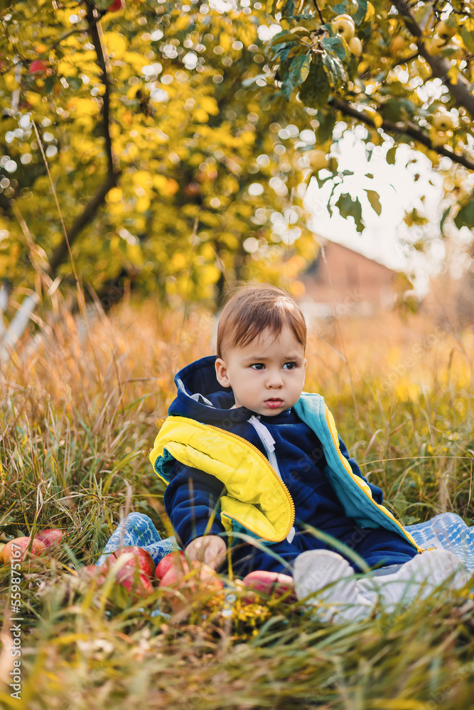 Little boy picking apples in the orchard. Child picking apples on farm in autumn. Harvesting season