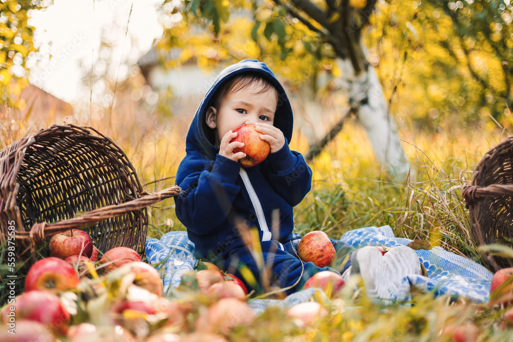 Cute little boy eating a red apple in the autumn garden. Small smiling boy in an apple orchard sits 