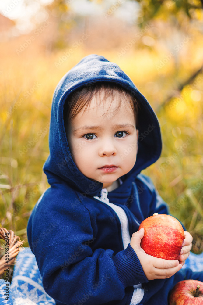 Small smiling boy in an apple orchard sits and holds an apple. Children pick fruits from apple tree.