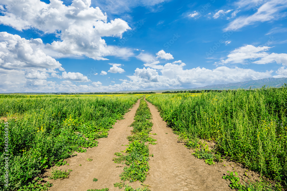 Straight country road and green fields natural scenery under the blue sky