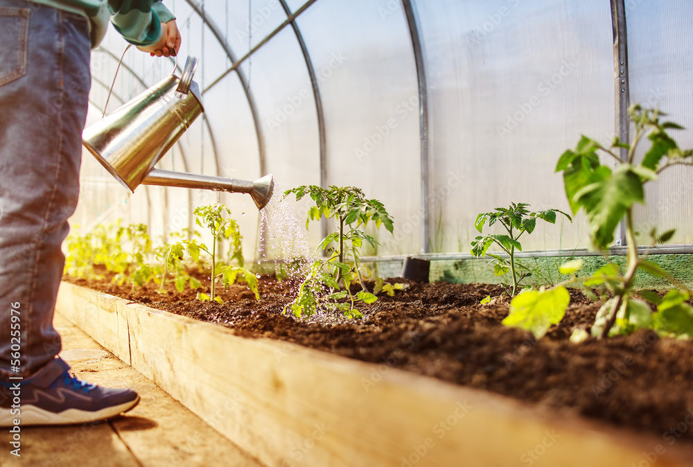 Boy in the greenhouse watering young sprouts of tomato.