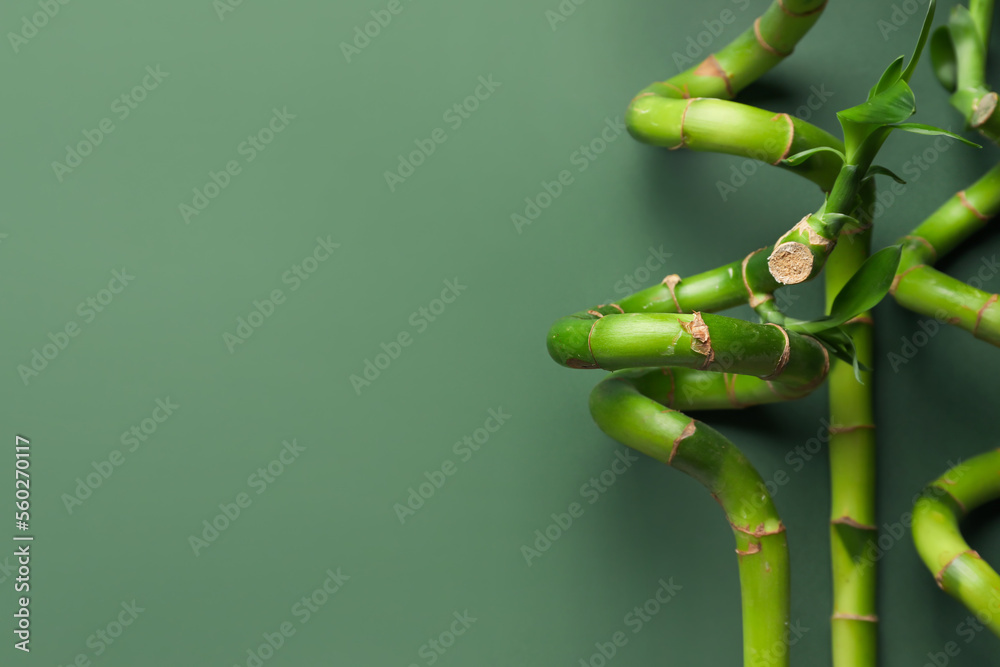 Bamboo stems on green background, closeup