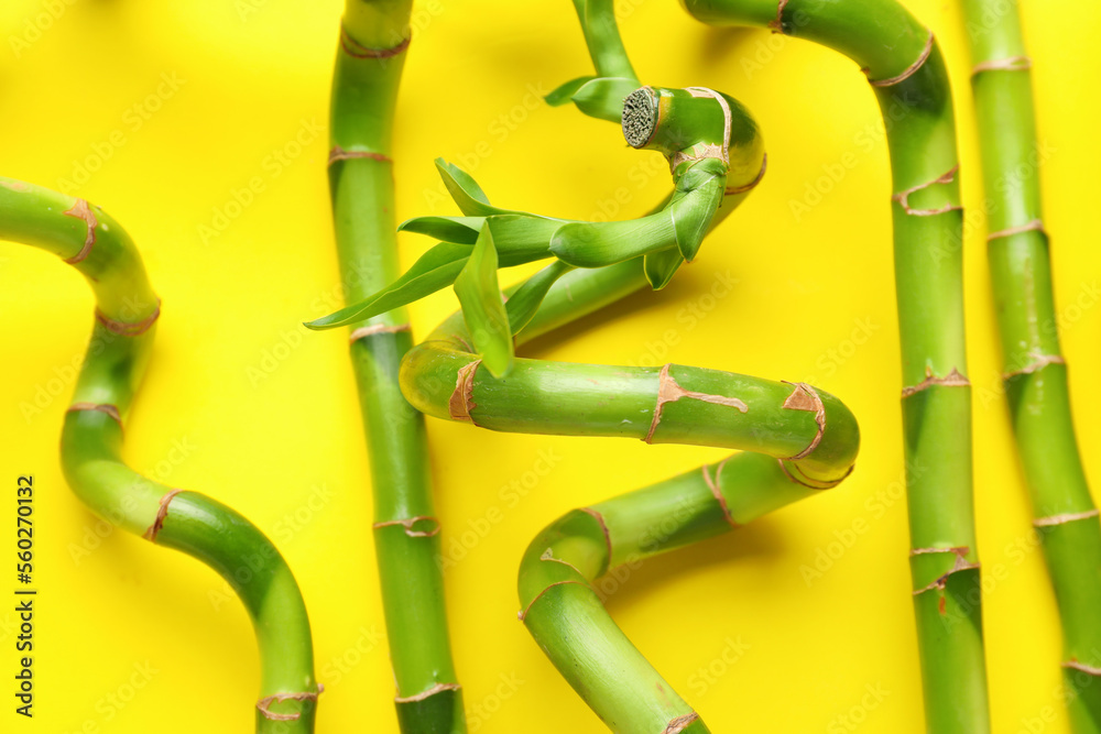 Bamboo stems on yellow background, closeup