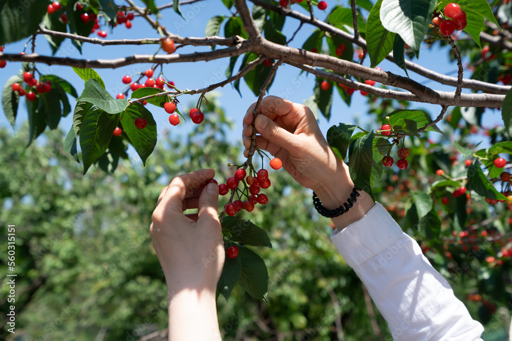 Red cherry picking in the orchard