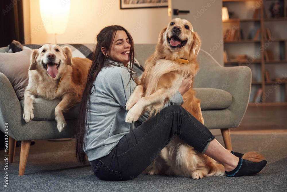 一起玩。女人家里有两只金毛寻回犬