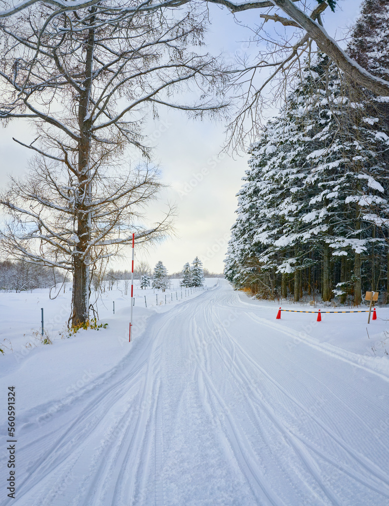 森林中有轮胎痕迹的空雪地路