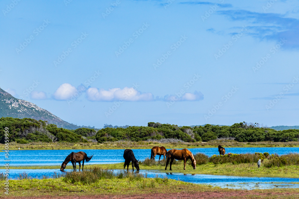 Wild horses at the Botrivier (Botriver) Estuary at Rooisand Nature Reserve. Kleinmond, Whale Coast, 