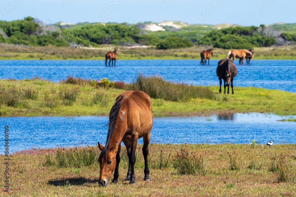 Wild horses at the Botrivier (Botriver) Estuary at Rooisand Nature Reserve. Kleinmond, Whale Coast, 