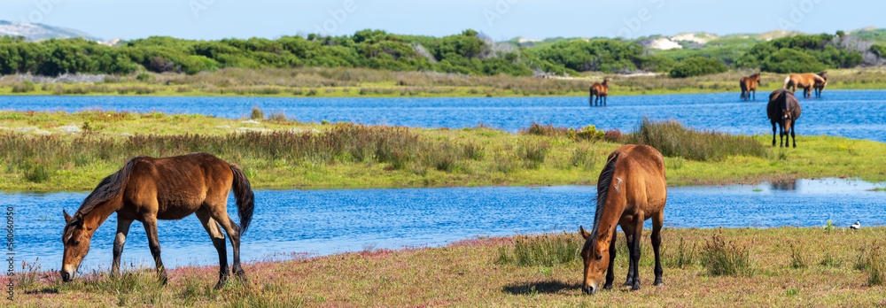 Rooisand自然保护区Botrivier（Botriver）河口的野马。鲸鱼海岸Kleinmond，