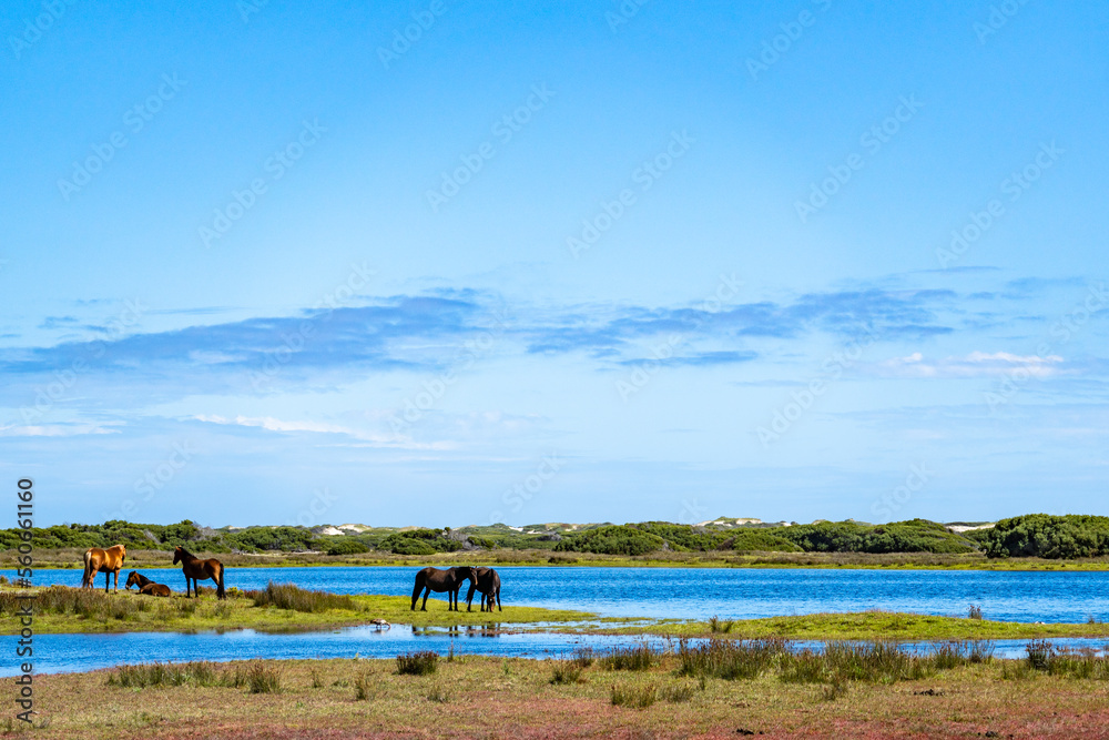 Rooisand自然保护区Botrivier（Botriver）河口的野马。鲸鱼海岸Kleinmond，