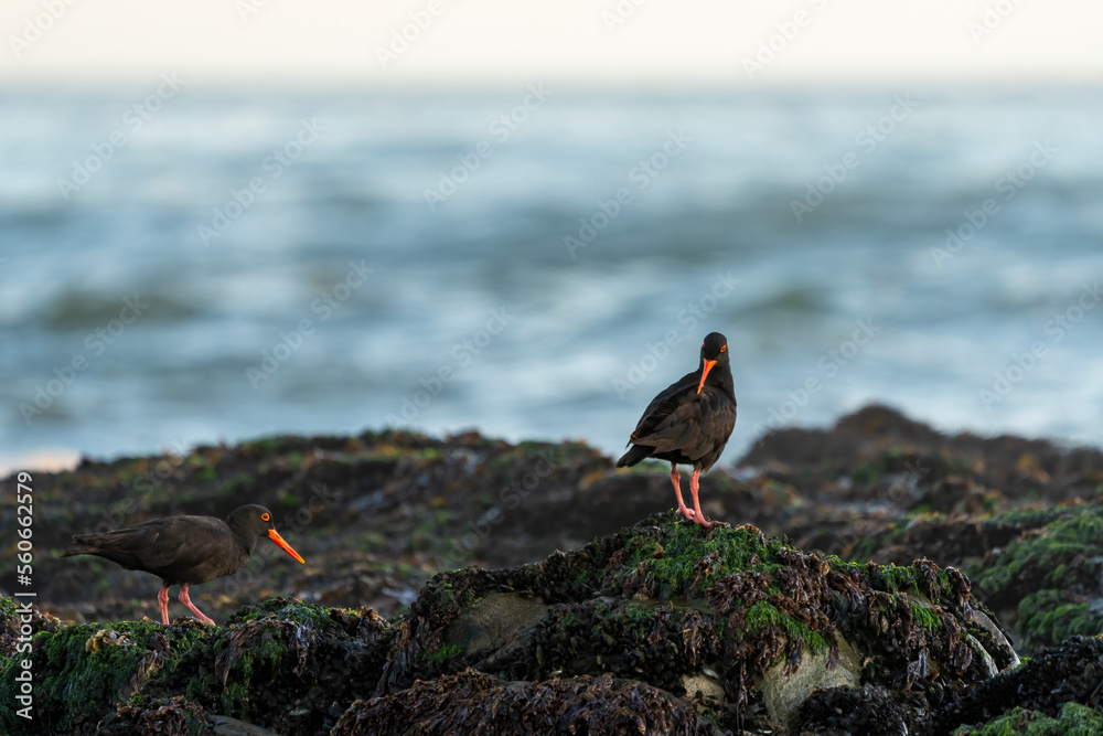 African oystercatcher or African black oystercatcher (Haematopus moquini) on coastal rocks, a wave b